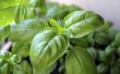 Basil planten in kunnen overleven vriestemperaturen?