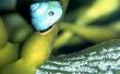 Is slak besmetting in een Aquarium een gevaar voor vis?