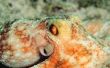 Soorten Octopus