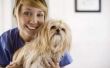 Hoe ver hoeft een hond te worden voor een radiografie aan graaf pups?