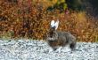Verschillen tussen Cottontail konijnen en sneeuwschoen hazen