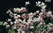 Vermeerdering van de magnoliaboom juweeltje