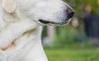 Het gebruik van dolomiet kalk op gras voor Dog Urine schade