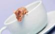 Homespun manieren om te houden van veld muizen uit uw huis