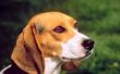 Symptomen van een hernia in een Beagle