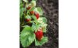 Veilige, natuurlijke insecticiden voor aardbeien