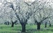 Wat Apple bomen zijn goede Cross-Pollinators?