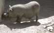 Het voortplantingsstelsel van mannelijke varkens