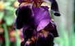 Mulchen baard Iris