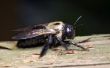 Het toevoegen van Insecticide op een vlek voor timmerman bijen