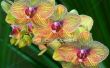How to Grow orchideeën voor winst