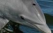 Hoeveel kost het om te zwemmen met dolfijnen?