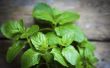 How to Get Rid van Mint planten