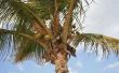 Groeitempo op jaarbasis van een kokosnoot Palm