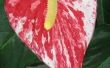 How to Plant Anthuriums