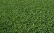 Kan je Plant Sod Over bestaande gras?