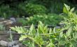 How to Grow Cherokee paarse tomatenplanten