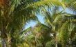 Zal kokospalmen groeien in Californië?