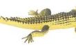 Kinderboeken over Alligators & krokodillen