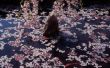 Ziekten & Bugs van bloeiende paarse zand kers bomen