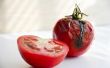 Hoe te genezen onder Rot op tomaten