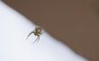 Hoe vindt u een spin Nest als je Baby spinnen in huis