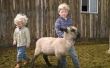 Feiten over Baby schapen lammeren