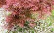 Hoe Trim een Japanse esdoorn-boom