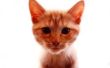 Oranje Cyperse kat gedrag