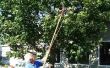 Het gebruik van een boom Pole Trimmer