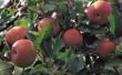Soorten appels met Plant in Noord-Noord-Carolina