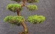 Hoe de zorg voor de bomen van de Bonsai van Juniper