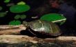 Zorg voor rode buik schildpadden