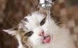 Waarom mijn kat veel Water drinken?