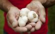 How to Plant Garlic in Florida