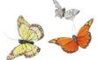 Wat moet u doen voor een vlinder met geplisseerd vleugels?