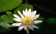 Boeddhistische Lotus bloem ambachten voor kinderen
