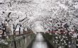 Japanse kersenboom feiten