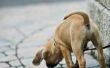 Hoe maak je een geur-wiel voor detectie honden