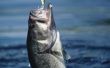 De beste visplaatsen op Lake Conroe