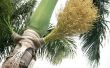 How to Grow Royal Palm Tree Seeds