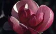 Wanneer kan ik Snoei de Magnolia's van het paarse tulp