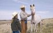 Hoe om te vervoeren van een paard uit de VS naar Canada