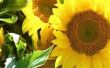 Kunt u zonnebloemen planten?