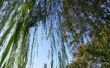 Zwarte insecten eet mijn Weeping Willow Tree bladeren