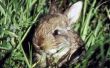Wilde soorten konijnen gevonden in de staat Washington