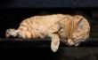 Home Remedies voor artritis pijnverlichting bij katten