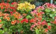 How to Care for Kalanchoe