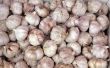 How to Plant Garlic in New York