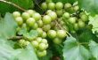 How to Grow Scuppernong